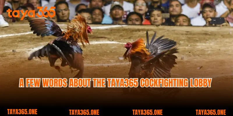 A few words about the Taya365 cockfighting lobby 