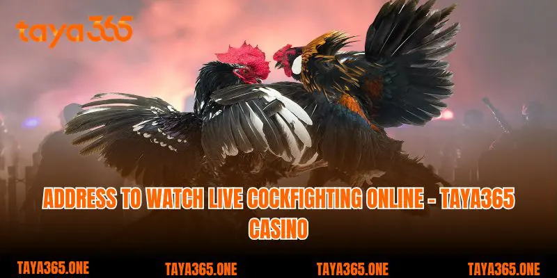 Address to watch live cockfighting online - Taya365 Casino