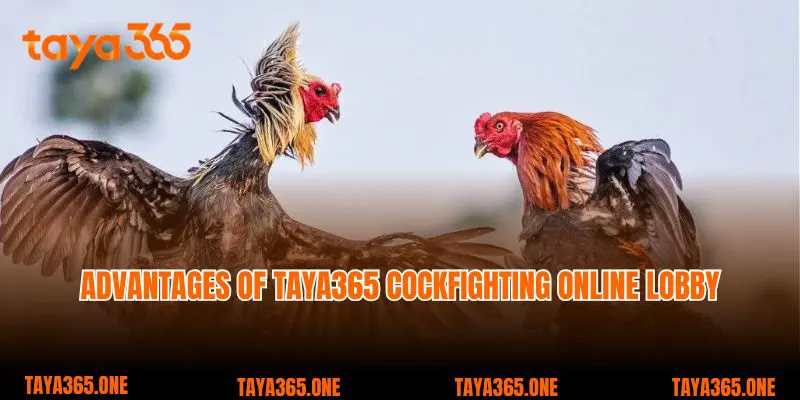 Advantages of Taya365 cockfighting online lobby