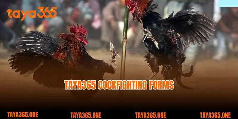 Taya365 cockfighting forms