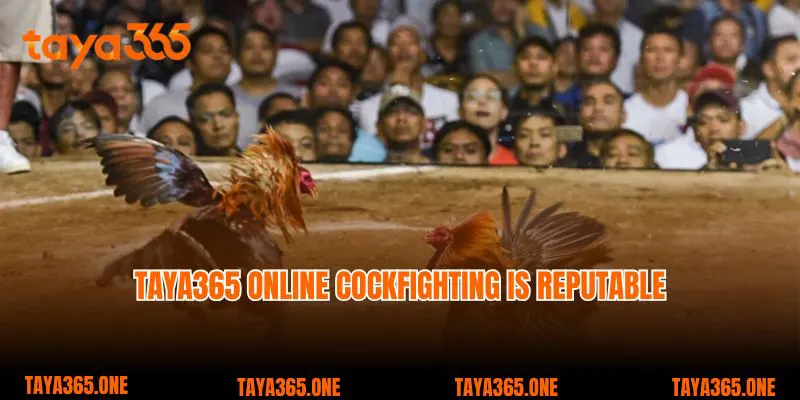 Taya365 online cockfighting is reputable