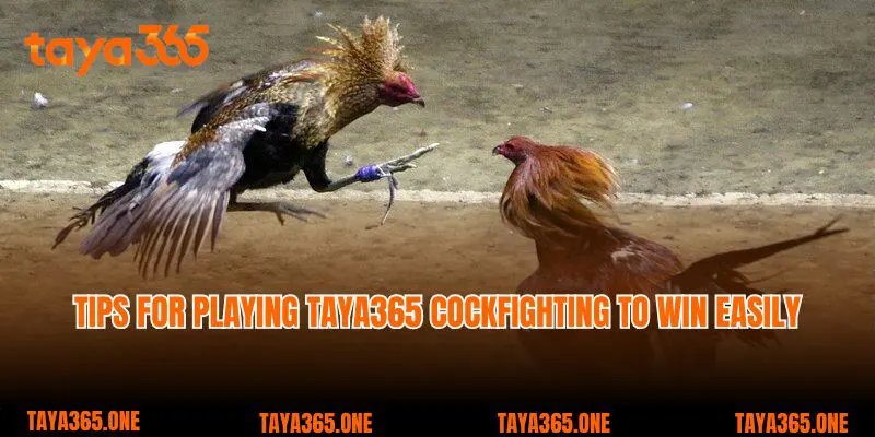 Tips for playing Taya365 cockfighting to win easily